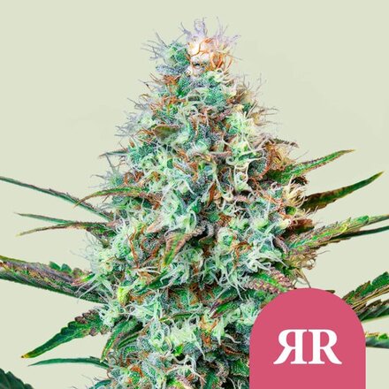 Royal Queen Seeds Cannabis Samen - Royal Runtz USA Premium Feminized - 3 Samen