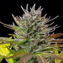 Royal Queen Seeds Cannabis Samen - Amnesia Mac Ganja...