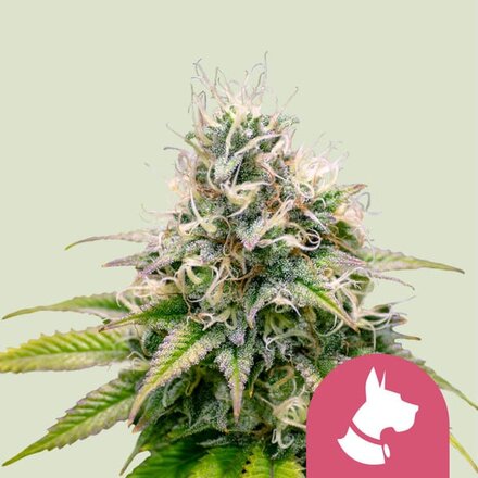 Royal Queen Seeds Cannabis Samen - Kali Dog Feminized - 5 Samen