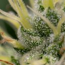 Royal Queen Seeds Cannabis Samen - Kali Dog Feminized - 5...