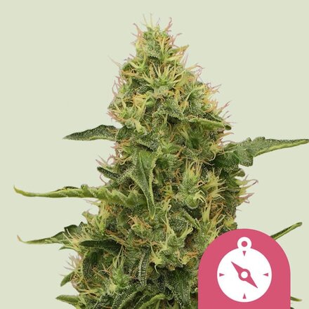 Royal Queen Seeds Cannabis Samen - Northern Light Feminized - 5 Samen