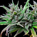 Royal Queen Seeds Cannabis Samen - Northern Light...
