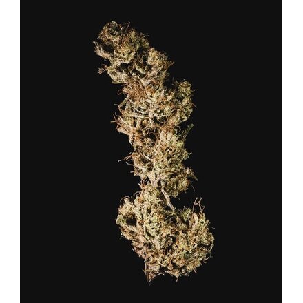 Royal Queen Seeds Cannabis Samen - Mother Gorilla Feminized - 5 Samen