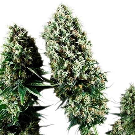 Royal Queen Seeds Cannabis Samen - Power Flower Feminized - 5 Samen