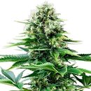 Royal Queen Seeds Cannabis Samen - Power Flower Feminized...