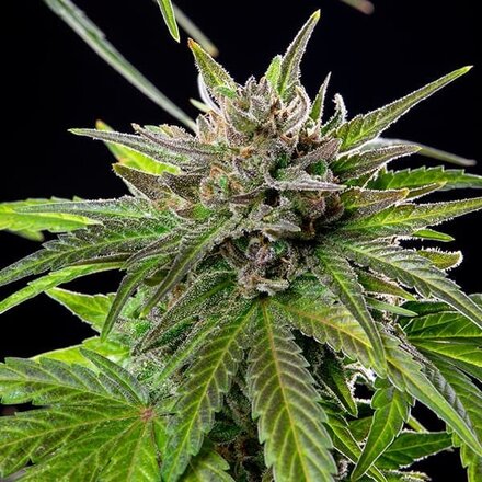 Royal Queen Seeds Cannabis Samen - Blue Cheese Feminized - 5 Samen