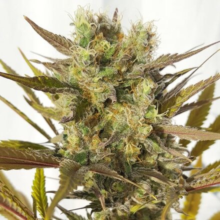 Royal Queen Seeds Cannabis Samen - Blue Mystic Feminized - 5 Samen