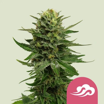 Royal Queen Seeds Cannabis Samen - Blue Mystic Feminized - 5 Samen