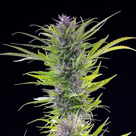 Royal Queen Seeds Cannabis Samen - Green Gelato USA Premium Feminized - 3 Samen