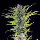 Royal Queen Seeds Cannabis Samen - Green Gelato USA...