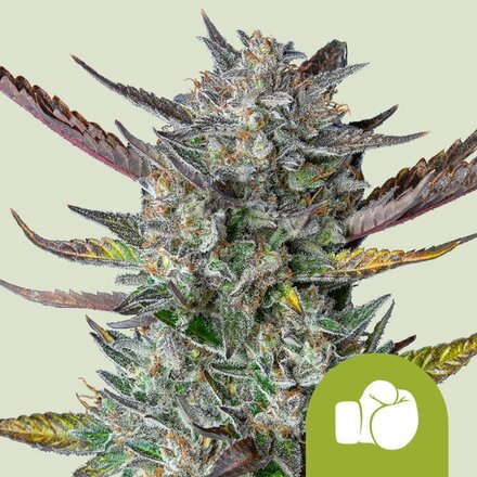 Royal Queen Seeds Cannabis Samen - Purple Punch USA Premium Automatic - 5 Samen