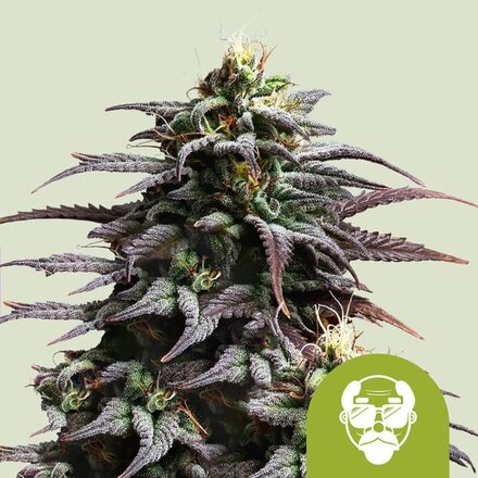 Royal Queen Seeds Cannabis Samen - Granddaddy Purple USA Premium Automatic - 3 Samen