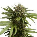 Royal Queen Seeds Cannabis Samen - Apple Fritter USA...