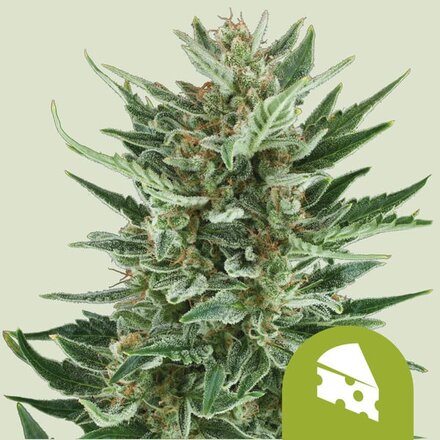 Royal Queen Seeds Cannabis Samen - Royal Cheese Automatic - 5 Samen