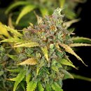 Royal Queen Seeds Cannabis Samen - Sweet ZZ USA Premium...