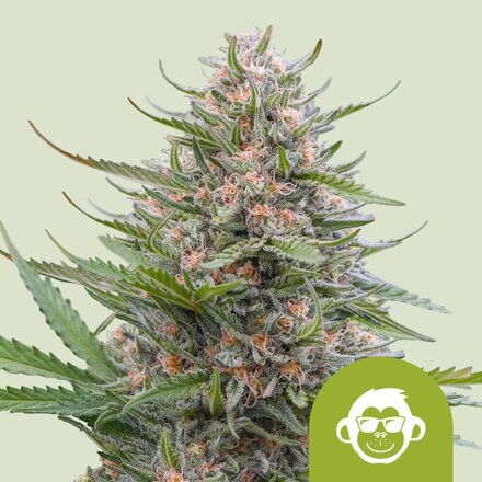 Royal Queen Seeds Cannabis Samen - Grape Ape USA Premium Automatic - 3 Samen