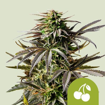 Royal Queen Seeds Cannabis Samen - Cherry Pie USA Premium Automatic - 3 Samen