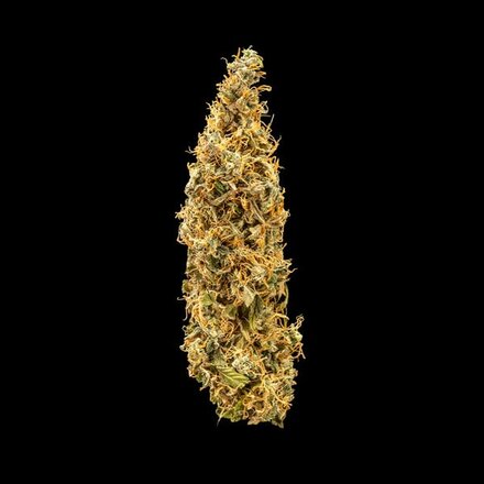 Royal Queen Seeds Cannabis Samen - Royal Runtz USA Premium Automatic - 5 Samen