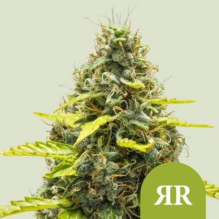 Royal Queen Seeds Cannabis Samen - Royal Runtz USA Premium Automatic - 5 Samen