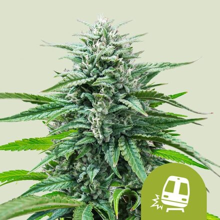 Royal Queen Seeds Cannabis Samen - Trainwreck USA Premium Automatic - 5 Samen