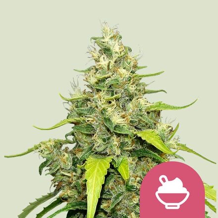 Royal Queen Seeds Cannabis Samen - Blue Gelato USA Premium Feminized - 5 Samen