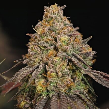 Royal Queen Seeds Cannabis Samen - Legendary OG Punch USA Premium - 3 Samen