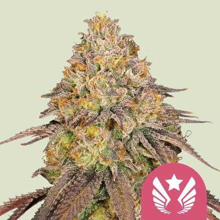 Royal Queen Seeds Cannabis Samen - Legendary OG Punch USA Premium - 3 Samen