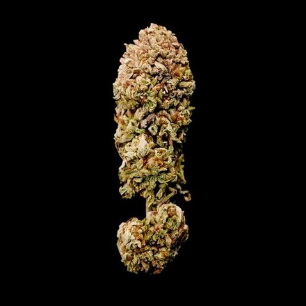 Royal Queen Seeds Cannabis Samen - Legendary OG Punch USA Premium - 5 Samen
