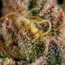 Royal Queen Seeds Cannabis Samen - Legendary OG Punch USA...