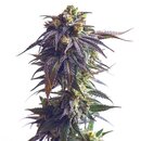 Royal Queen Seeds Cannabis Samen - Sundae Driver USA...