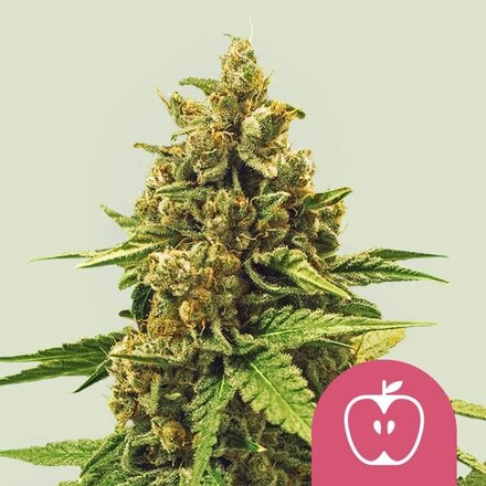 Royal Queen Seeds Cannabis Samen - Apple Fritter USA Premium Feminized - 3 Samen