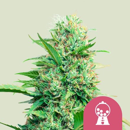 Royal Queen Seeds Cannabis Samen - Pink Runtz USA Premium Feminized - 3 Samen