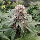 Royal Queen Seeds Cannabis Samen - Wedding Gelato USA...