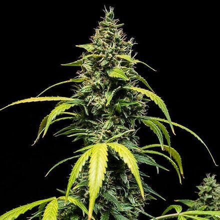 Royal Queen Seeds Cannabis Samen - Sherbet Queen USA Premium Automatic - 3 Samen