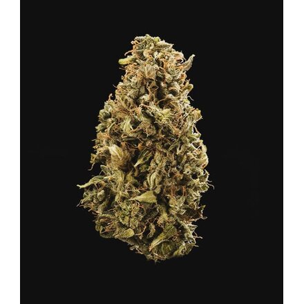 Royal Queen Seeds Cannabis Samen - Sherbet Queen USA Premium Automatic - 3 Samen