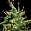 Royal Queen Seeds Cannabis Samen - Sherbet Queen USA...