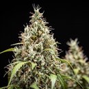 Royal Queen Seeds Cannabis Samen - Cookies Gelato USA...