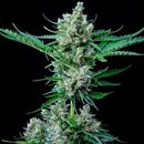 Royal Queen Seeds Cannabis Samen - Royal Bluematic...
