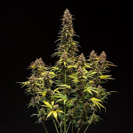 Royal Queen Seeds Cannabis Samen - Do-si-dos USA Premium Automatic - 3 Samen