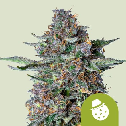 Royal Queen Seeds Cannabis Samen - Do-si-dos USA Premium Automatic - 3 Samen