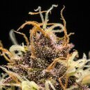 Royal Queen Seeds Cannabis Samen - Do-si-dos USA Premium...