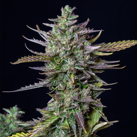 Royal Queen Seeds Cannabis Samen - Blue Cheese Automatic - 5 Samen