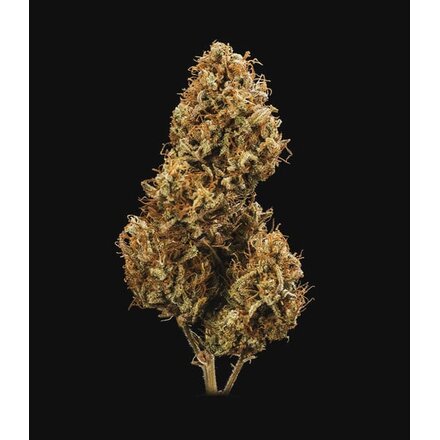 Royal Queen Seeds Cannabis Samen - Blue Cheese Automatic - 5 Samen