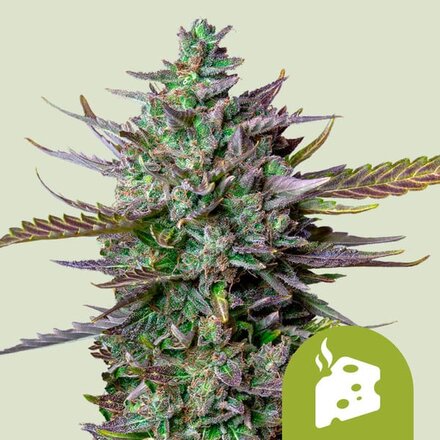 Royal Queen Seeds Cannabis Samen - Blue Cheese Automatic - 5 Samen