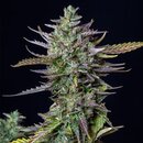 Royal Queen Seeds Cannabis Samen - Blue Cheese Automatic...