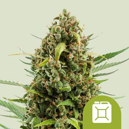 Royal Queen Seeds Cannabis Samen - Diesel Automatic - 5 Samen