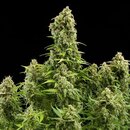 Royal Queen Seeds Cannabis Samen - Diesel Automatic - 5...