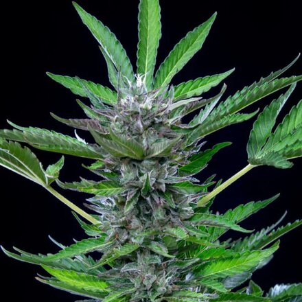 Royal Queen Seeds Cannabis Samen - North Thunderfuck USA Premium Automatic - 5 Samen