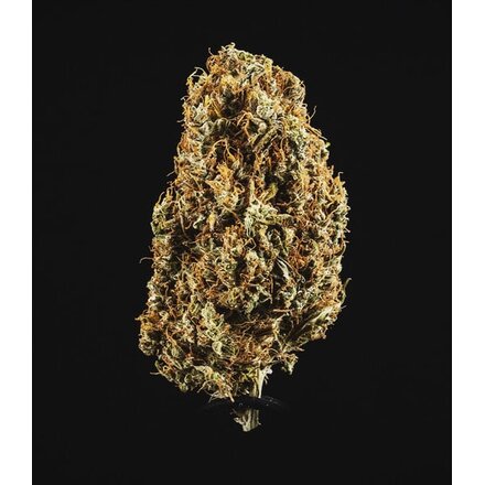 Royal Queen Seeds Cannabis Samen - North Thunderfuck USA Premium Automatic - 5 Samen