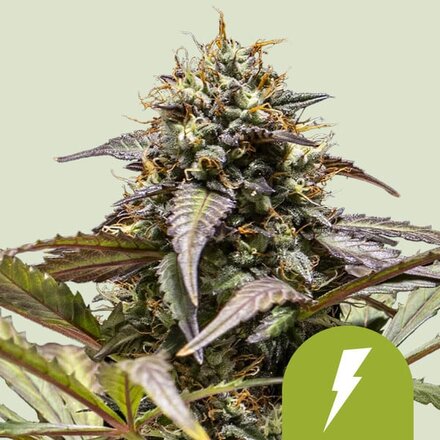 Royal Queen Seeds Cannabis Samen - North Thunderfuck USA Premium Automatic - 5 Samen